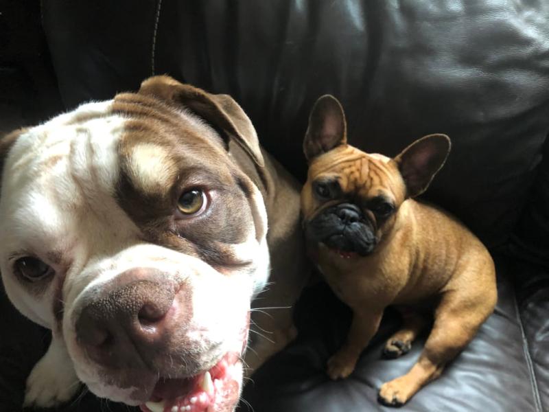 Bulldog allergies!