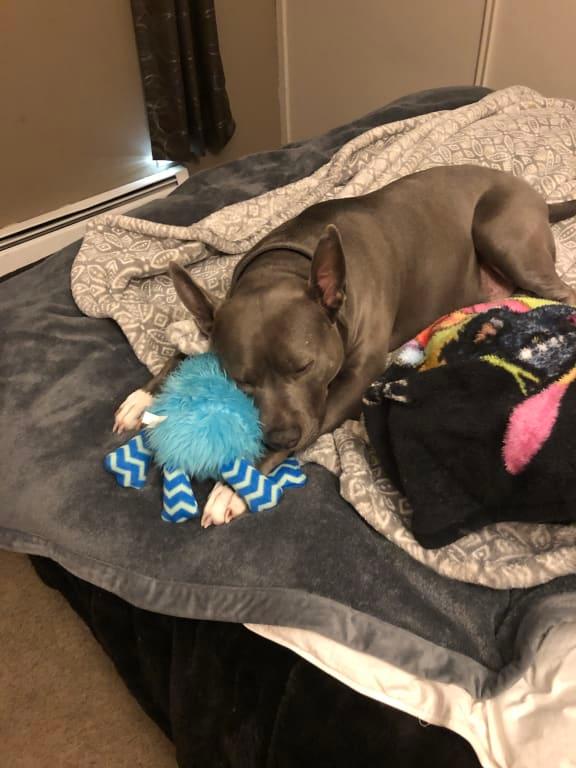Blue dog