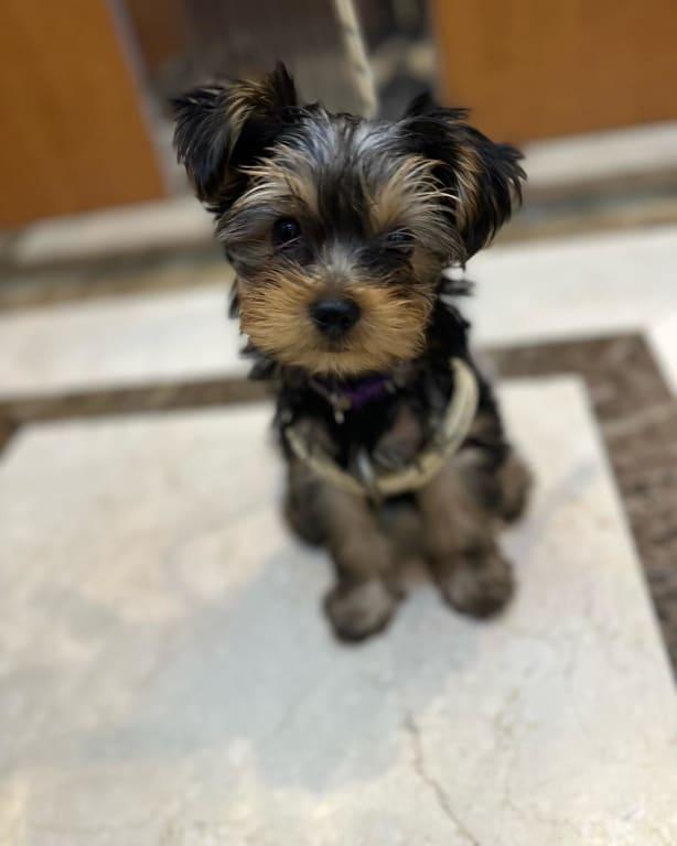 Learning to go outside, first short walk to the basement. #dubai #dxb #uae #pets #petsindubai #petsofinstagram