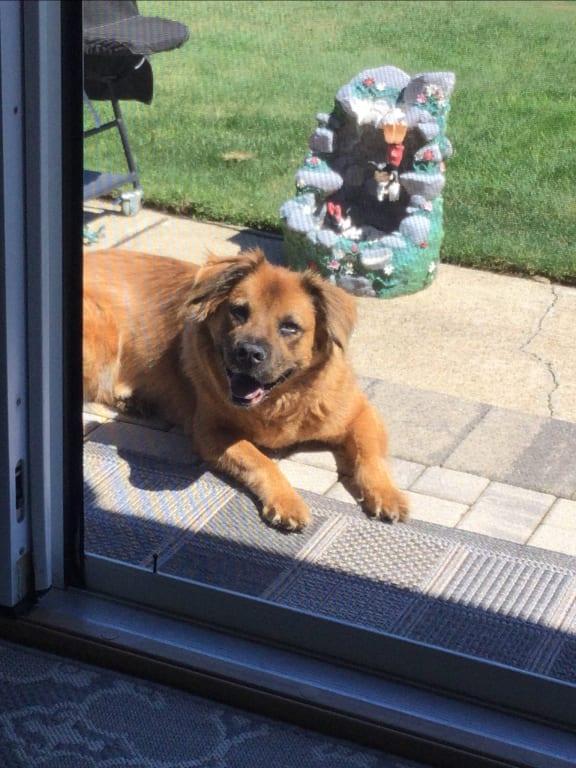 Abby 13 yrs.