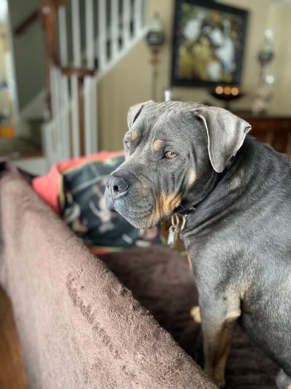 Waiting for his next delivery of Zesty Paws