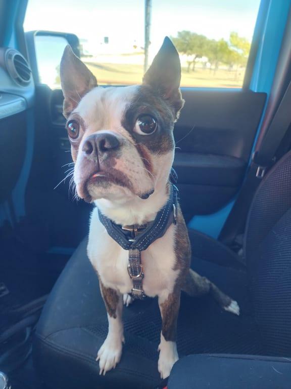 Happy Pup!!!