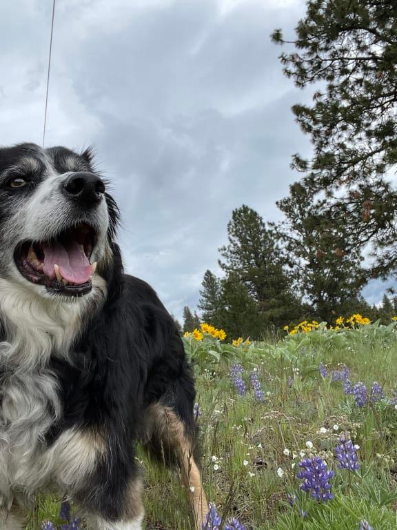 Betty taking on a big hike!