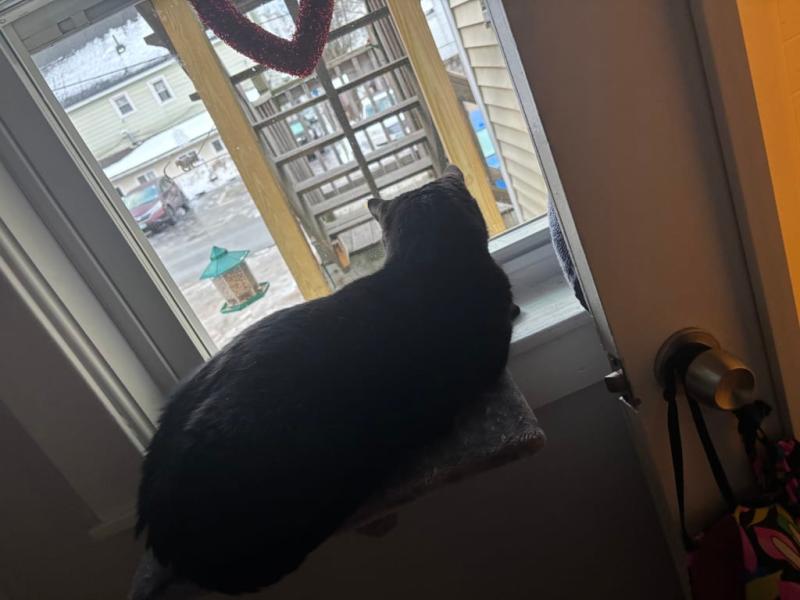 The aggressor or was now calm watching birds