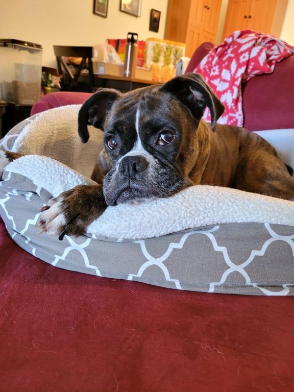 Happy Boxer