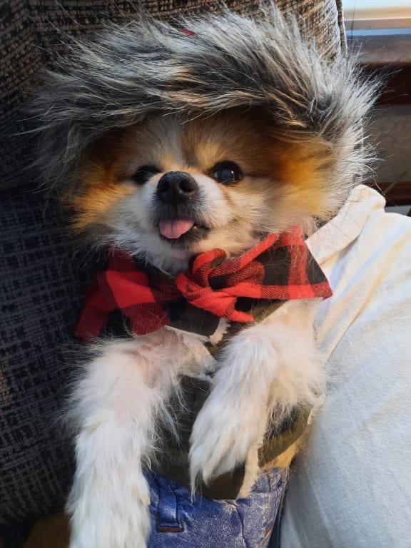Toby