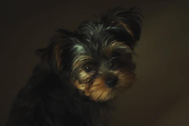 Another day, another photo #dogsofinstagram #yorkie #dxb #dubailife #dubaimarina #dubailifestyle #dubaidogs #petsofinstagram #uae