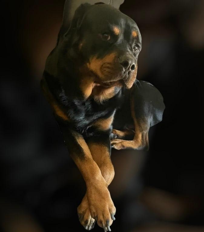 My Handsome Deimos