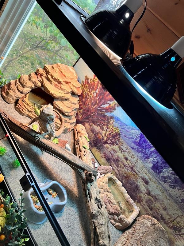 Zilla Bearded Dragon Starter Kit with Accessories & Guide