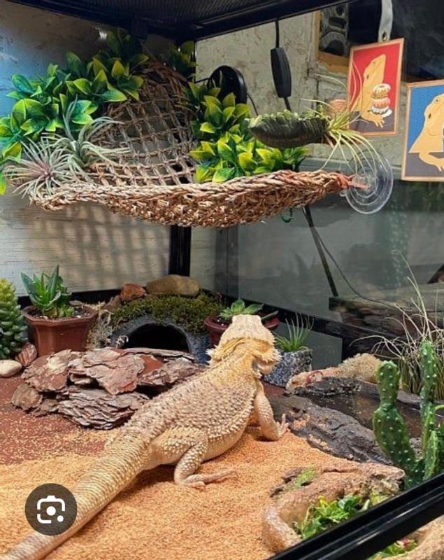 Zilla Bearded Dragon Habitat Accessory Kit 20 L 60 BR Petco