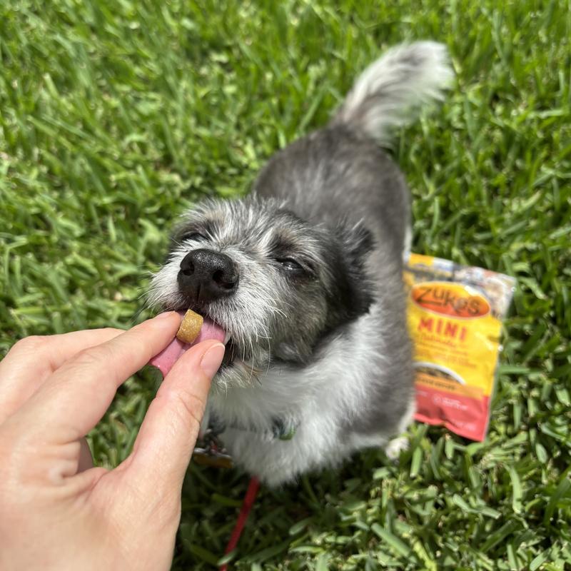 Mini Naturals Chicken Dog Training Treats | Zuke's