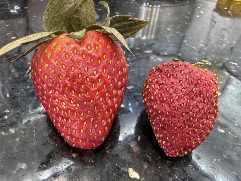 Strawberries after 7 days - open container vs vacuum sealed
